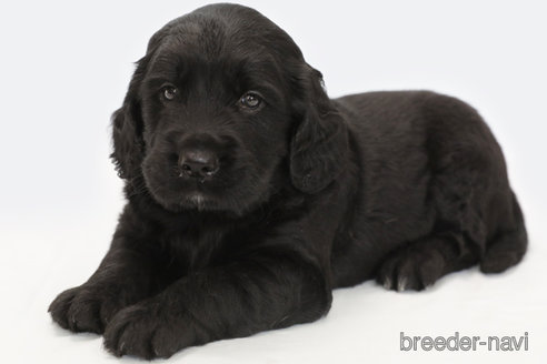 成約済の神奈川県のミックス犬-320357の2枚目